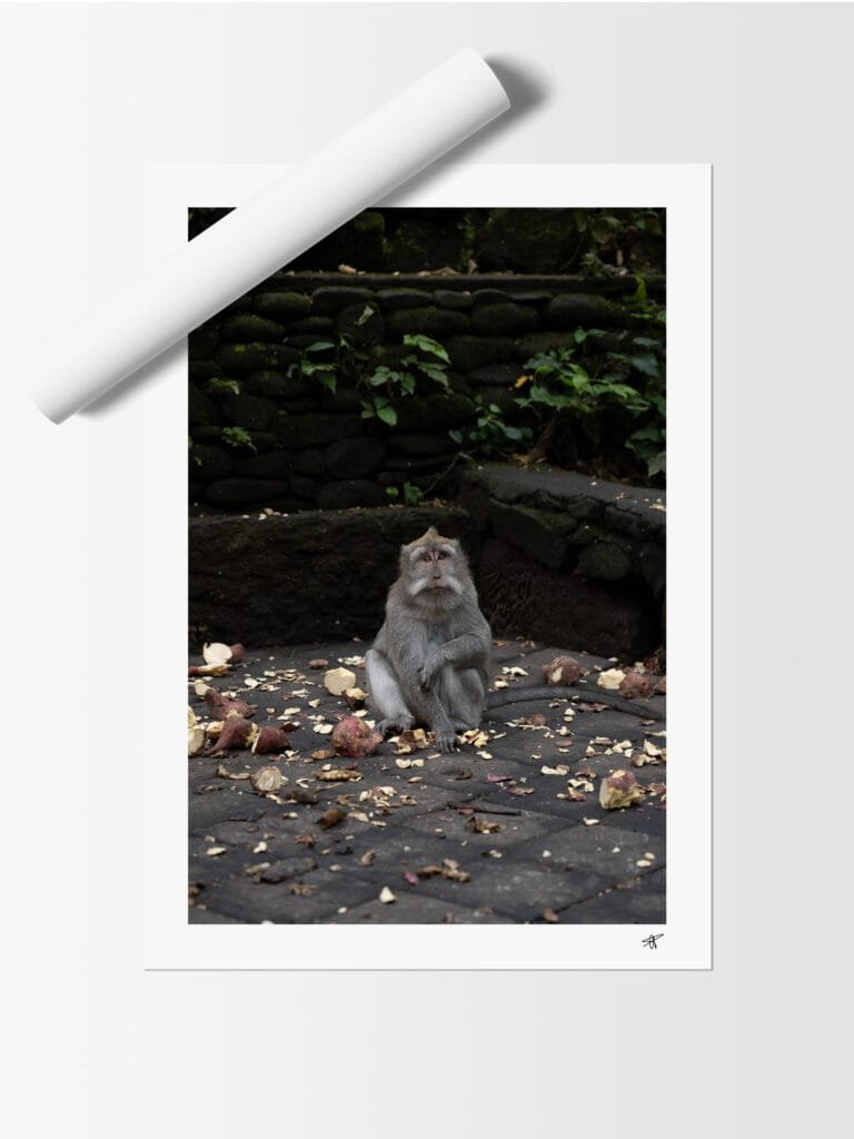 Singe