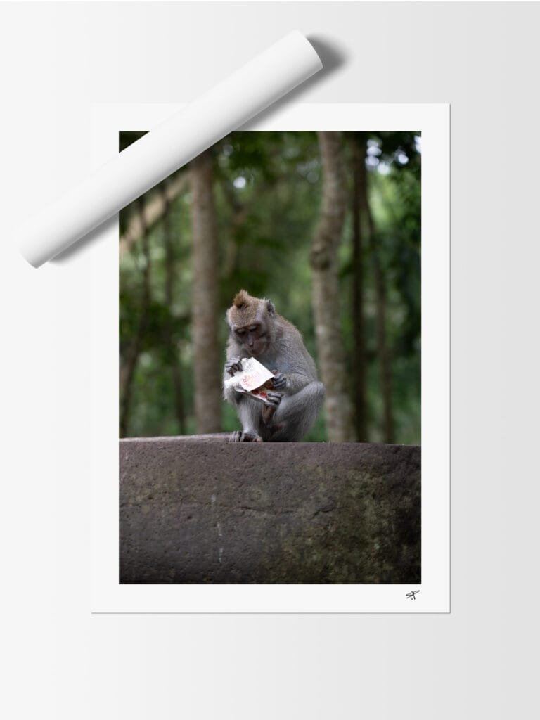 Singe
