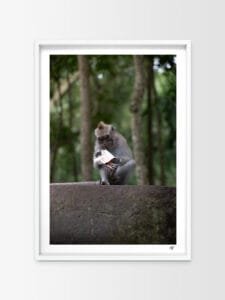 Singe tenant une pom'potes dans la main