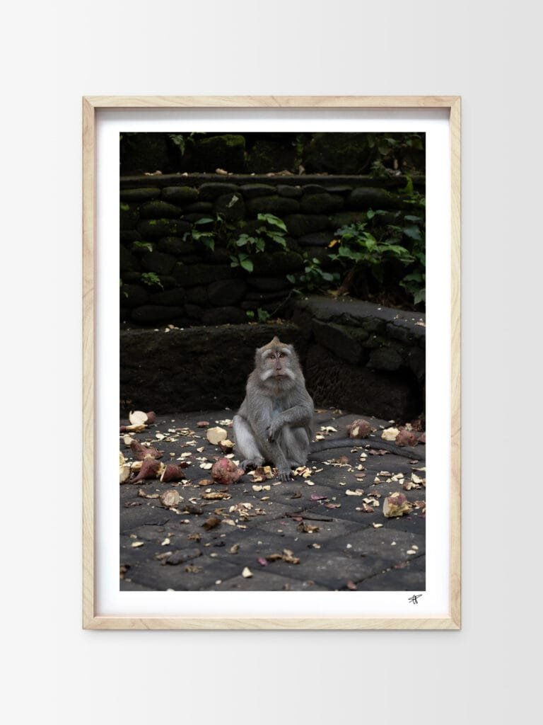 Portrait d'un singe dans la forêt sacré de Ubud