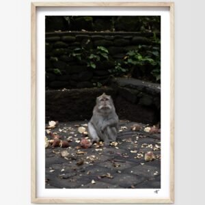 Portrait d’un singe dans la forêt sacrée de Ubud