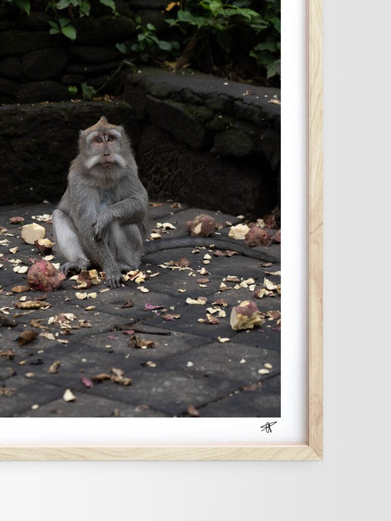 Singe