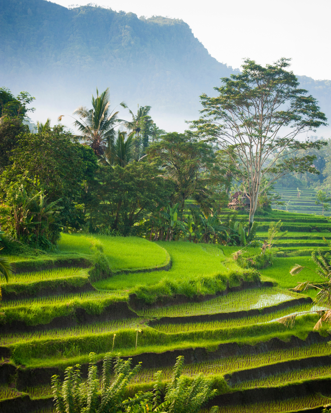 RIZIERES BALI