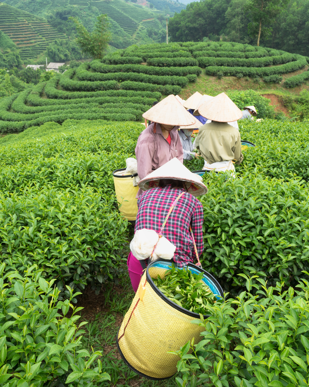 VIETNAM
