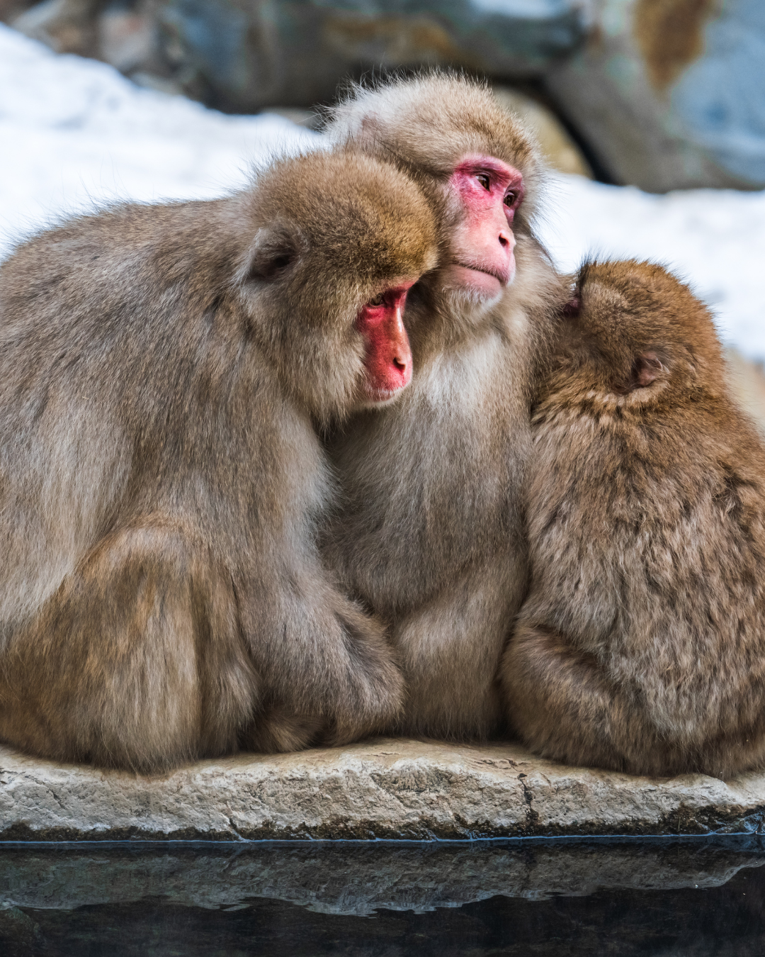 SINGE JAPONAIS
