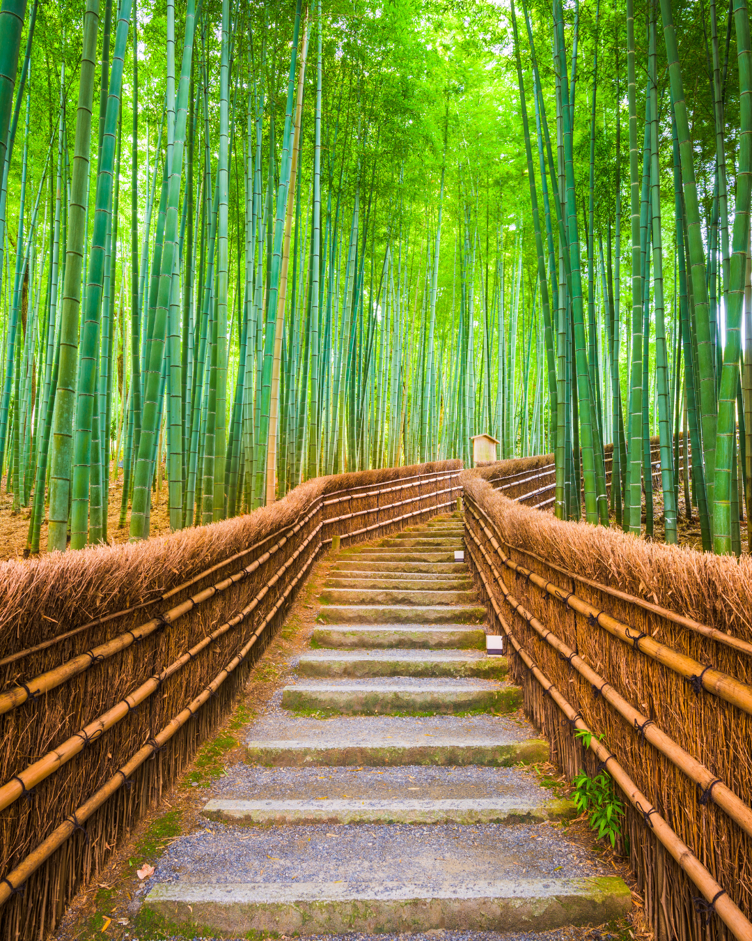 FORET DE BAMBOU