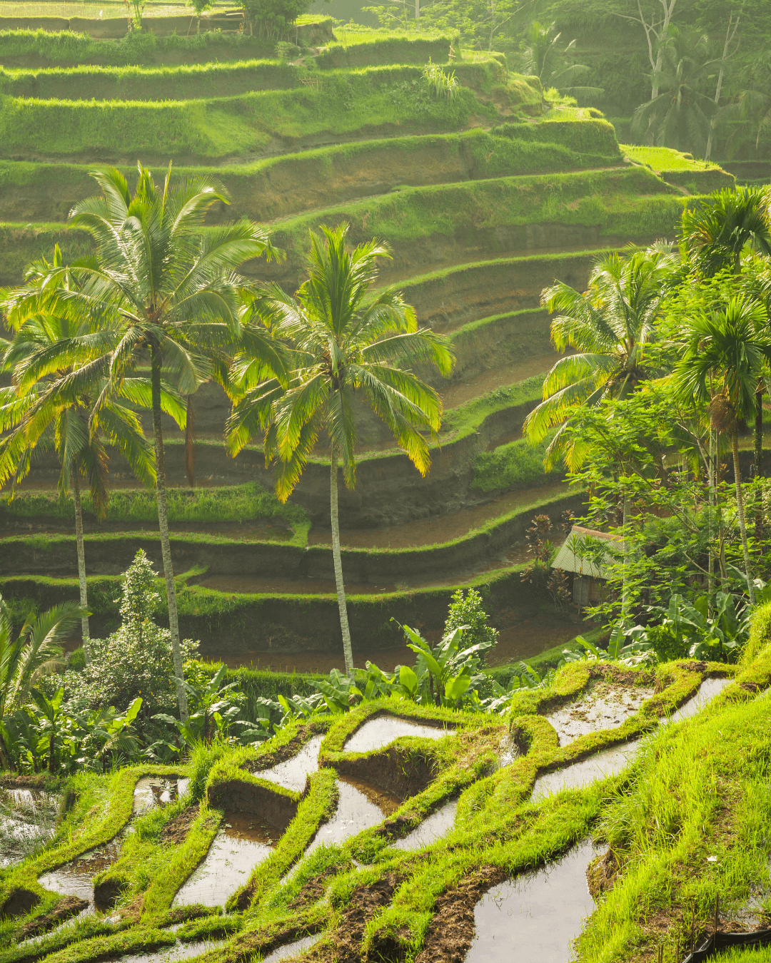 Article Bali