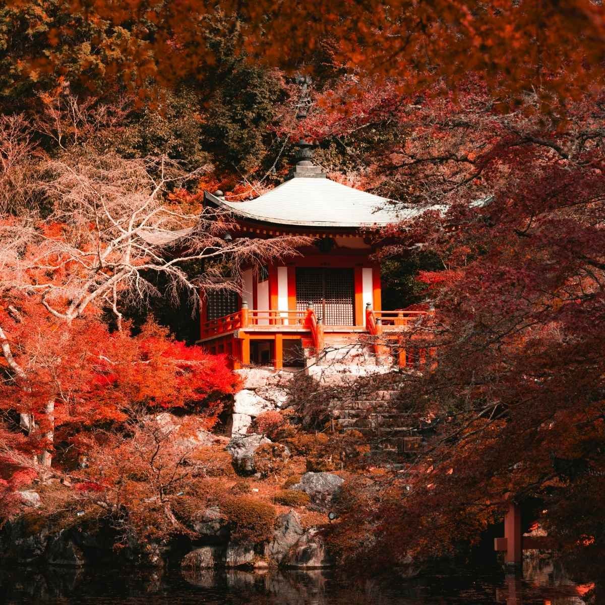 Temple Kyoto - momiji