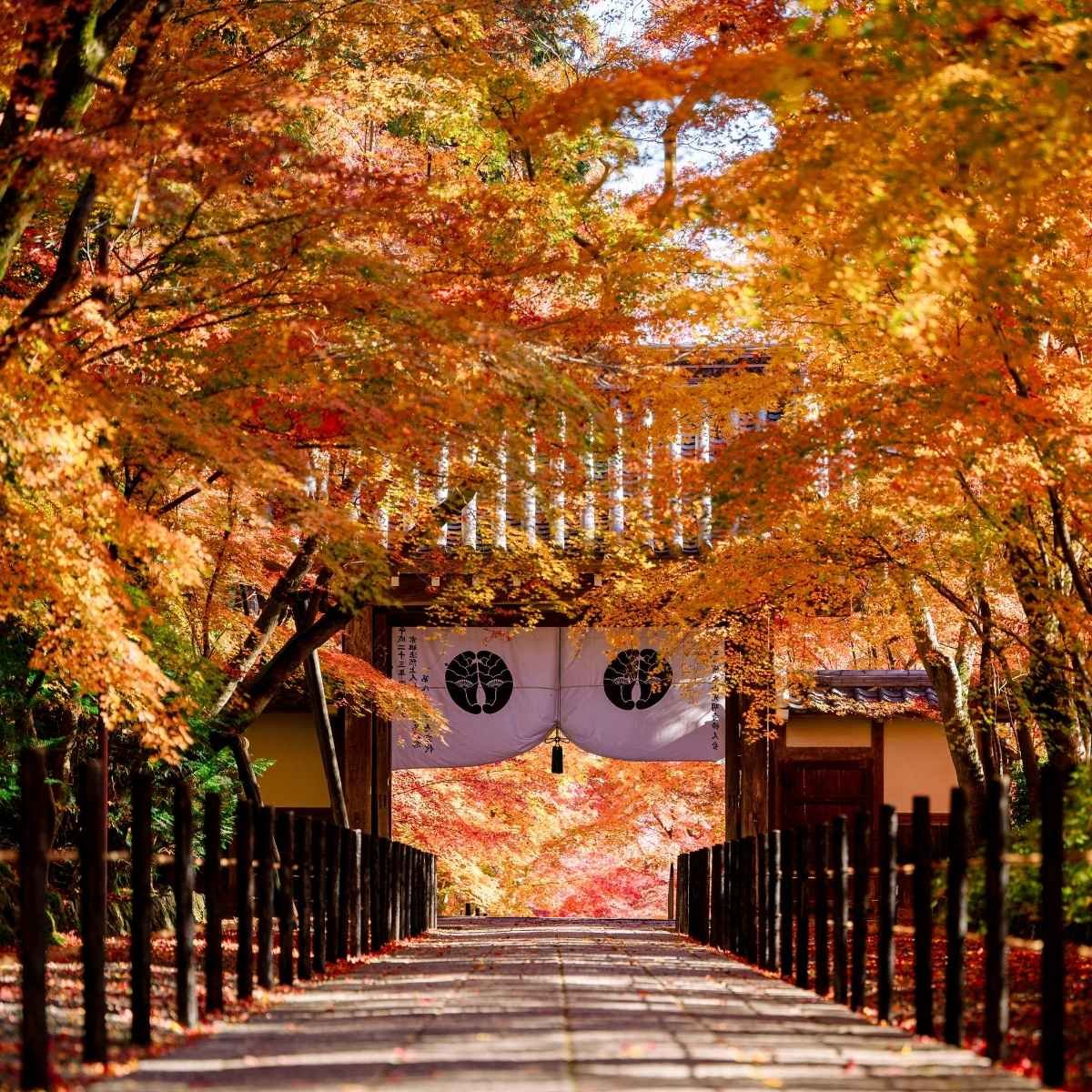 Yoshino, Kyoto