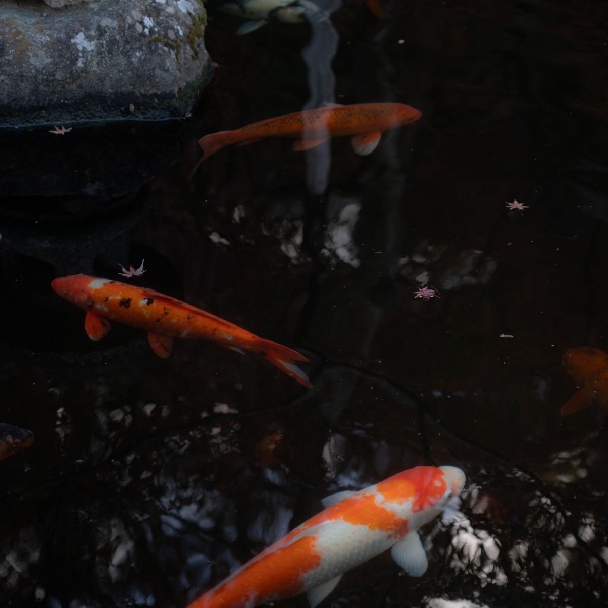 Kamakura, carpes koi