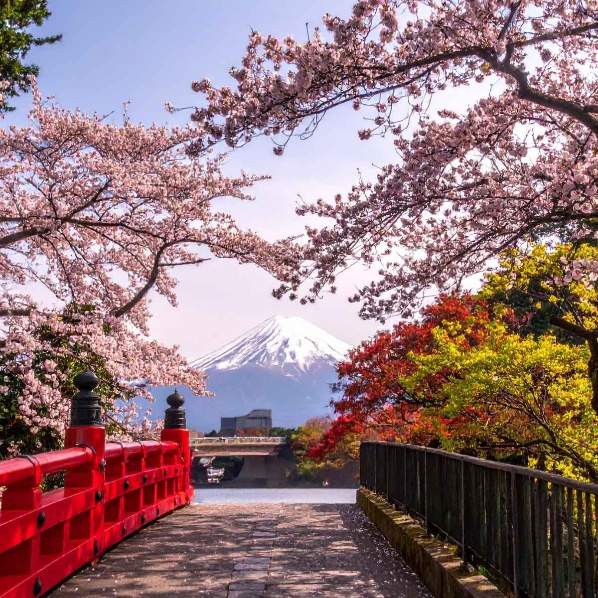 Sakura et Mont Fuji