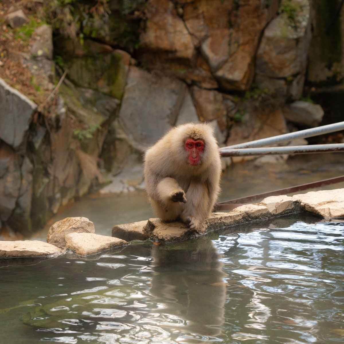Monkey park : Jigokudani